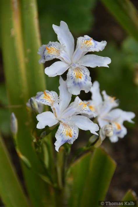 Iris Japonica Urzeitwald Waldhilsbach