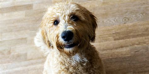 Labradoodle Hybrid Breed | Know Your Pet DNA by Ancestry®