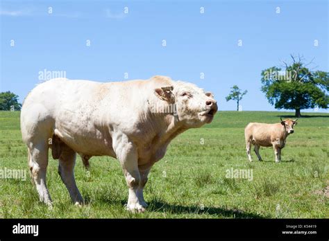 Large White Charolais Beef Bull Standing Bellowing In A Lush Green