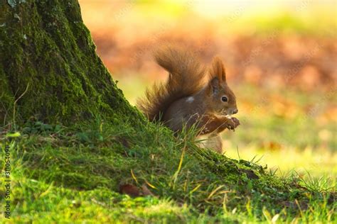 Ein Eurasisches Eichhörnchen sitzt im Herbst mit einer Nuss in der