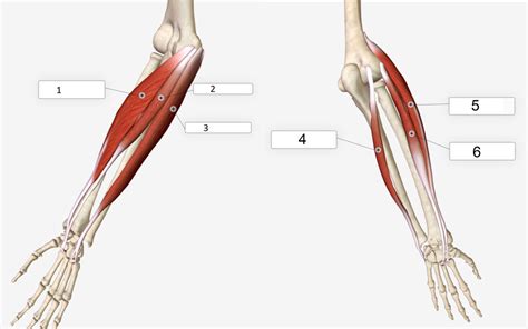 Flexor Extensor Musculature Of The