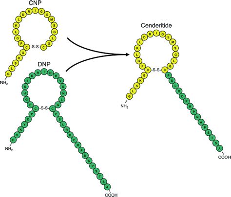 Structures And Amino Acid Sequences Of C Type Natriuretic Peptide