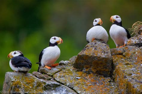 Horned Puffin | Photos by Ron Niebrugge