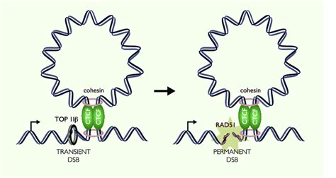 Loop Boundaries As Sites Of Genome Instability Boundary Regions