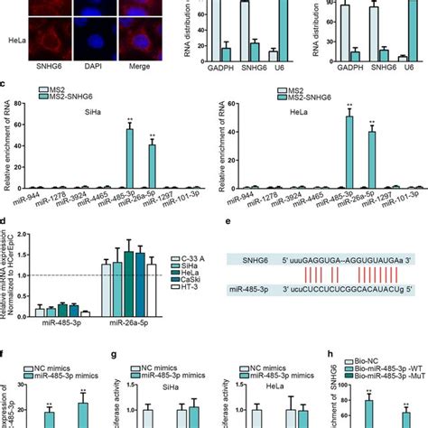 Mir P Can Bind With Snhg In Cc Cells A B Subcellular Fraction