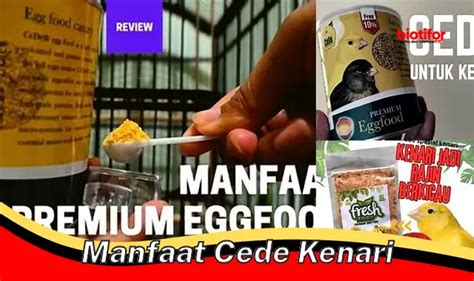 Temukan Manfaat Biji Kenari Yang Jarang Diketahui Biotifor