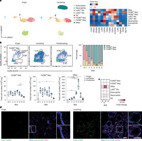 Lactating Murine Mammary Gland Contains CD11chi Macrophages A B UMAP