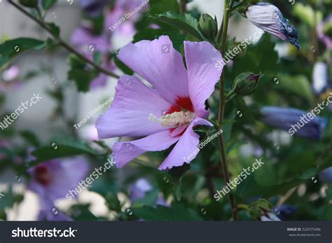 Pink Hibiscus Syriacus Flowers Garden Stock Photo 526575496 Shutterstock