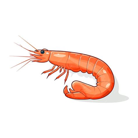 Premium Vector Shrimp Image Isolated Vector Illustration