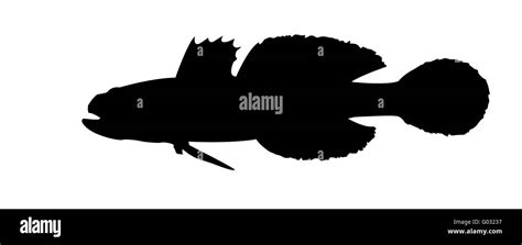 vector silhouette of fish on white background Stock Photo - Alamy