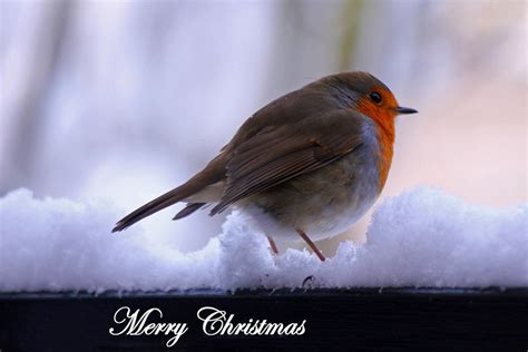 Xmas Robin Hawick Camera Club