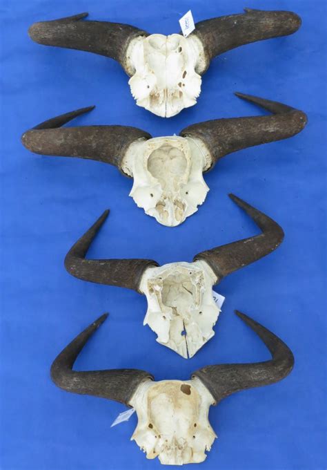 Large Wholesale Blue Wildebeest Skull Plate And Horn