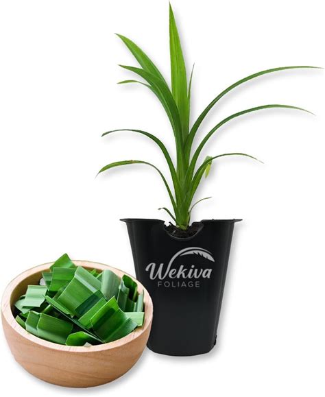 Indoor Pandan Live Plant Amaryllifolius Starter With Fragrant Edible