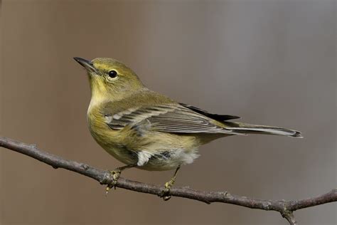 Pine Warbler Female By Jackie B Elmore 12 13 2022 Jeffers Flickr