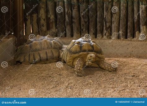 Giant Tortoiseturtle Zoo Malacca Malaysia Stock Image Image Of