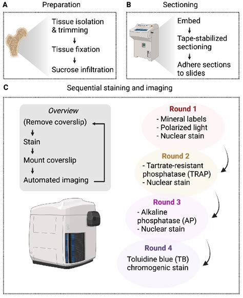 Overview Of Multiplexed Tape Stabilized Cryohistology A Tissues Are