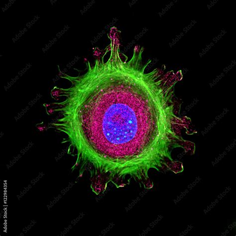 Immunofluorescence Of Single Human Cell Stained Grown In Tissue Culture