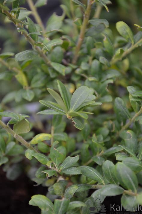 Ilex Crenata Convexa Ostrokrzew Karbowanolistny