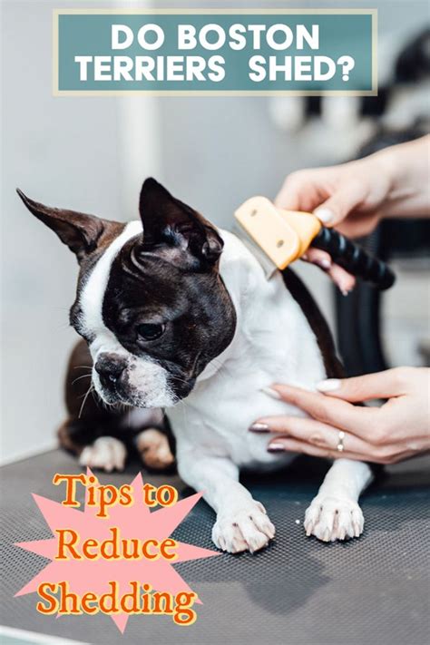 Do Boston Terriers Shed Tips To Reduce Shedding Boston Terrier