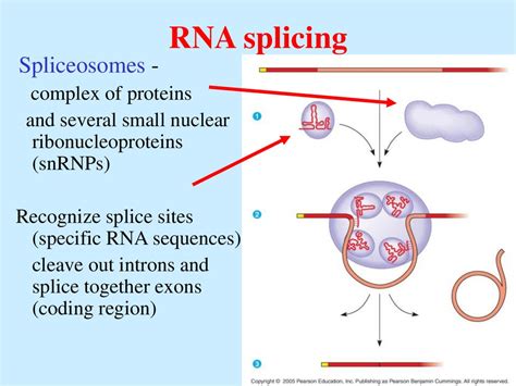 Dna Rna Protein презентация онлайн