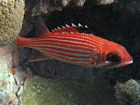 Reef Squirrelfish Sargocentron Coruscum St John Usvi Photo 2