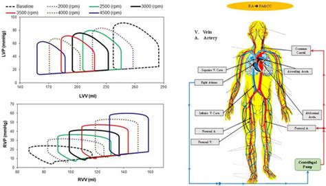 Bioengineering Free Full Text Evaluation Of Different Cannulation