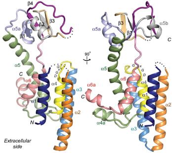 Model Of Enigmatic Alzheimers Protein Described For First Time