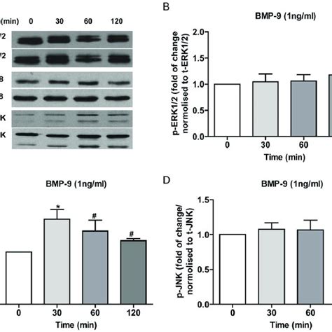 Erk12 Jnk And P38 Mapk Phosphorylation In Hpaecs Stimulated With