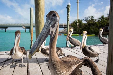 Florida Keys Road Trip 25 Awesome Things To Do Between Key Largo And