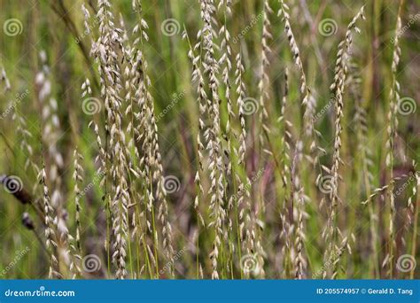 Sideoats Grama 823340 Stock Image Image Of Curtipendula 205574957