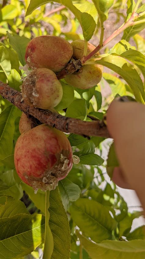 Why Do My Apricots Look Like This R Plantclinic