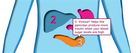 How Victoza® (liraglutide [rDNA origin] injection) Works