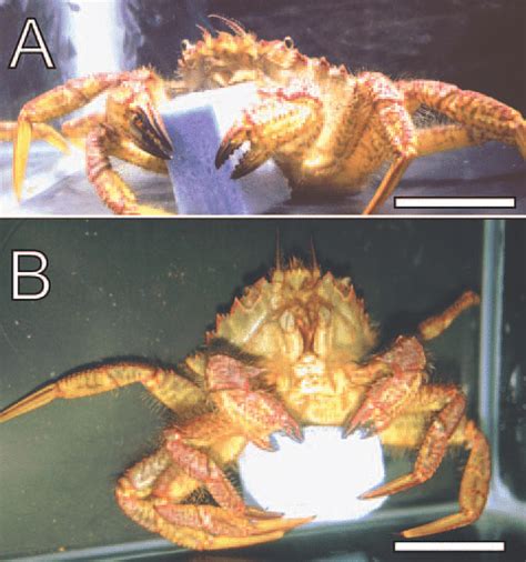 Telmessus Cheiragonus Sexual Behaviors Of Male Crab Towards Urethane Download Scientific