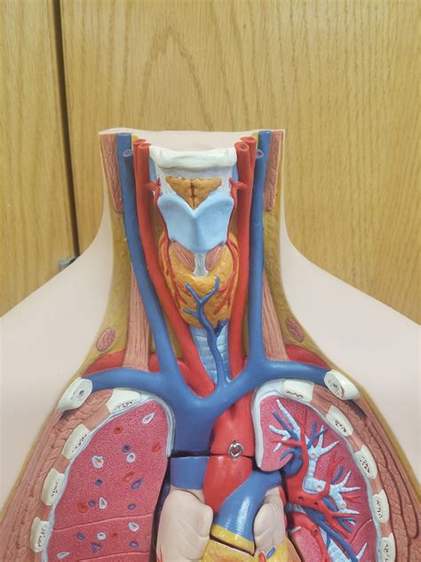 Blood Vessels On The Torso Model Part 1 Diagram Quizlet