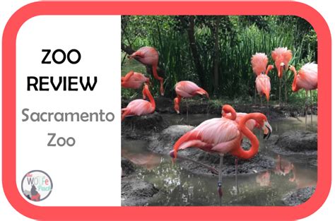 ZOO REVIEW 2- Sacramento Zoo - The WOLFe Pack