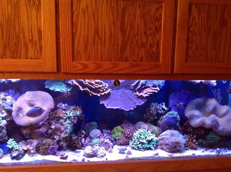 Hammers REEF2REEF Saltwater And Reef Aquarium Forum