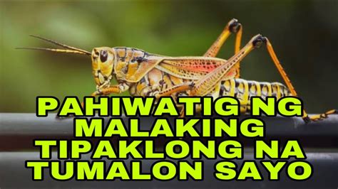 Pamahiin At Paniniwala Sa Malaking Tipaklong Na Tumalon Sayo Youtube