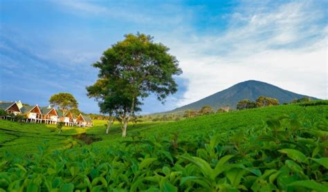 Fakta Gunung Dempo Di Sumatra Selatan Punya Puncak Hingga Misteri