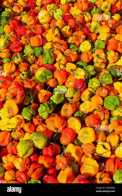 Guyanese hot peppers, also called wiri wiri peppers, for sale at a ...