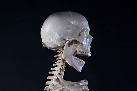 Best Human Skull Profile Stock Photos Pictures And Royalty Free Images