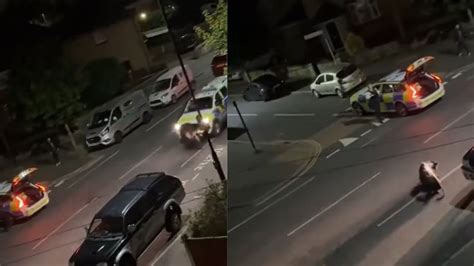 Horrific Video Police Stop Cow On The Loose By Ramming It With Van In