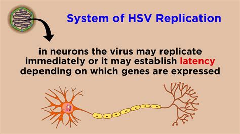 Herpes Simplex Virus Hsv 1 And Hsv 2 Youtube