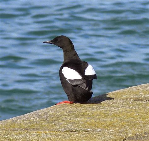 Birding For Pleasure Black Guillemots Are Back In Bangor Co Down