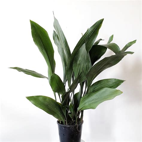 Cast Iron Plant Live Plant In A 6 Inch Pot Aspidistra Etsy