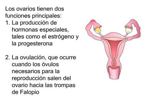 Fibromas Uterinos