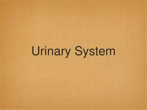 Ppt Urinary System Powerpoint Presentation Free Download Id 5976313