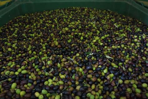 La Frantoio Co Operativa Agricola Di San Felice The Olive Harvest