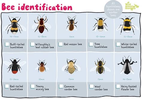 Carpenter Bee Identification Chart