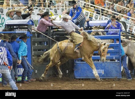 Luke Hogan Of Winnemucca Nevada Usa Claunches From The Bucking Chute