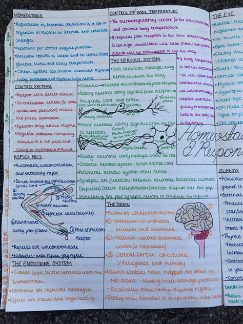 Homeostasis Biology Notes Pdf